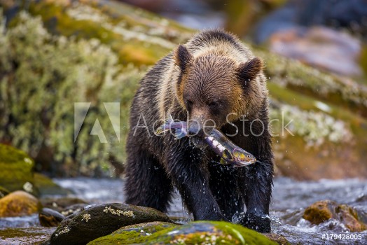 Bild på Orso grizzly della costa che pesca salmoni in Canada o Alaska